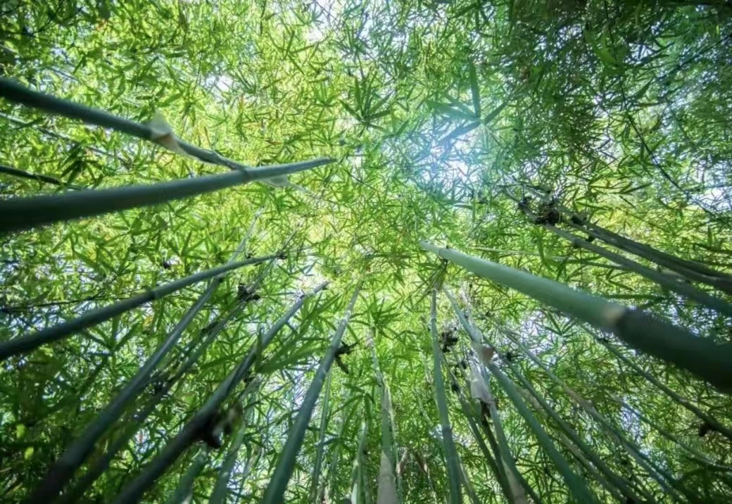 人间至味是清欢